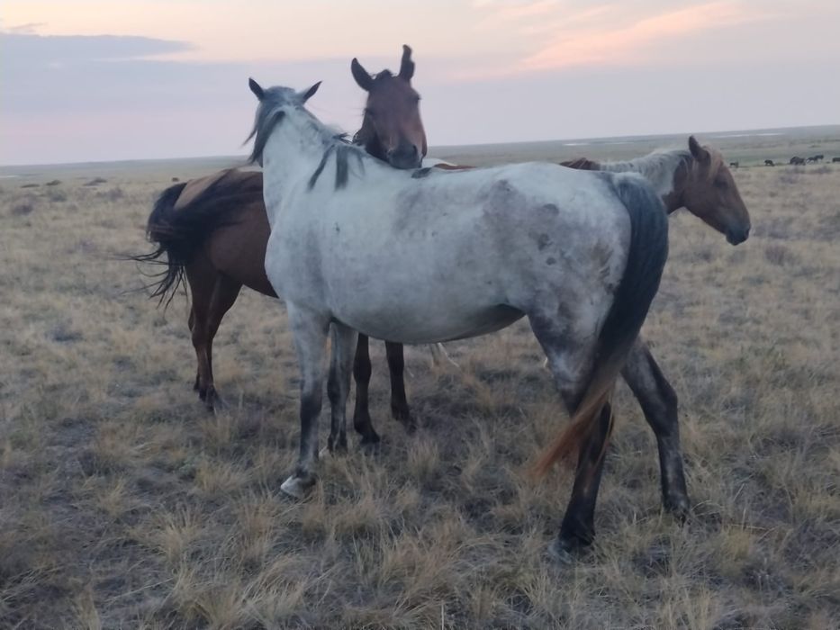 Продам лошадей оптам