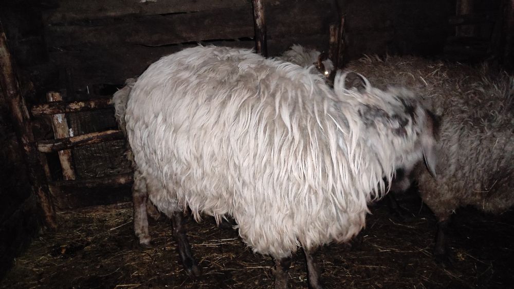 Продам баранов с откорма.