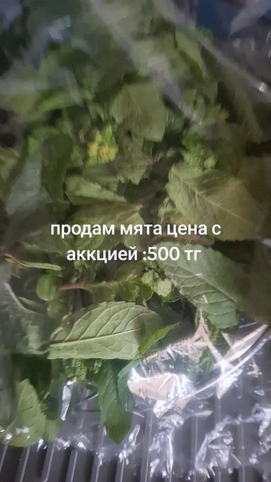 Мята из казакстана алматы