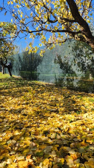 Teren 2500 mp,toate utilitatile -SAFTICA