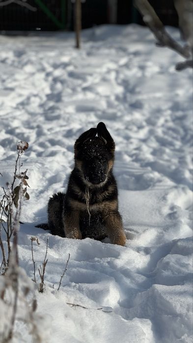 Щенки немецкой овчарки