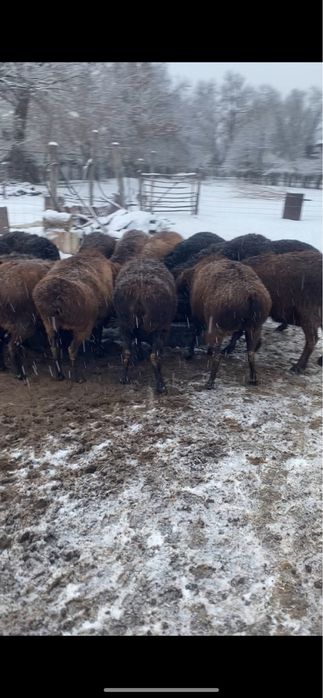 Продам жирных баран