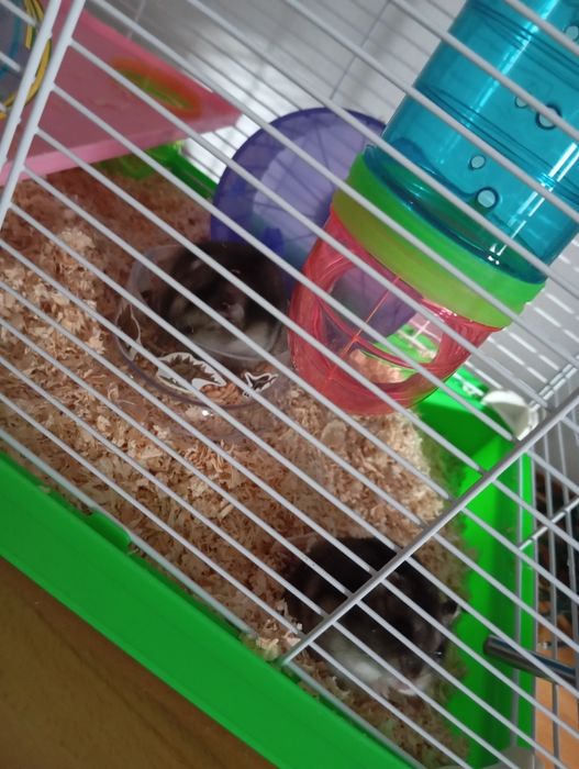 Hamsteri plus cușcă