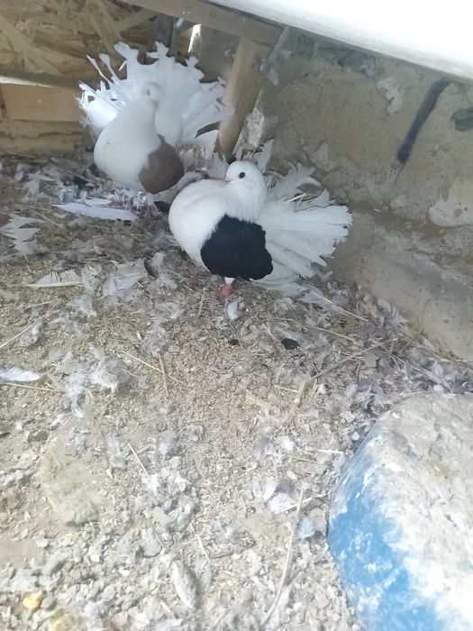 Vând porumbei rotați 150 perechea