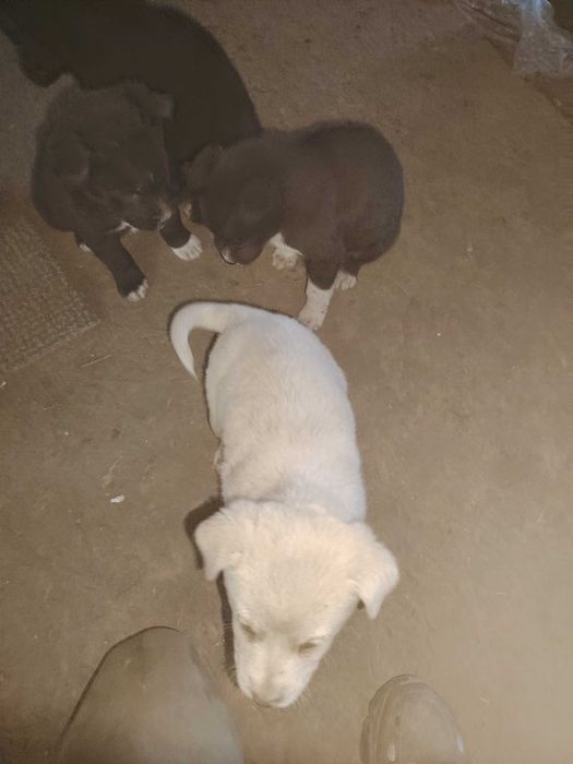 Donez căței nu sunt de rasă