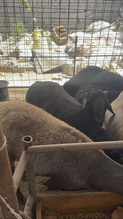 Қойлар сотилади ўйда боқилган