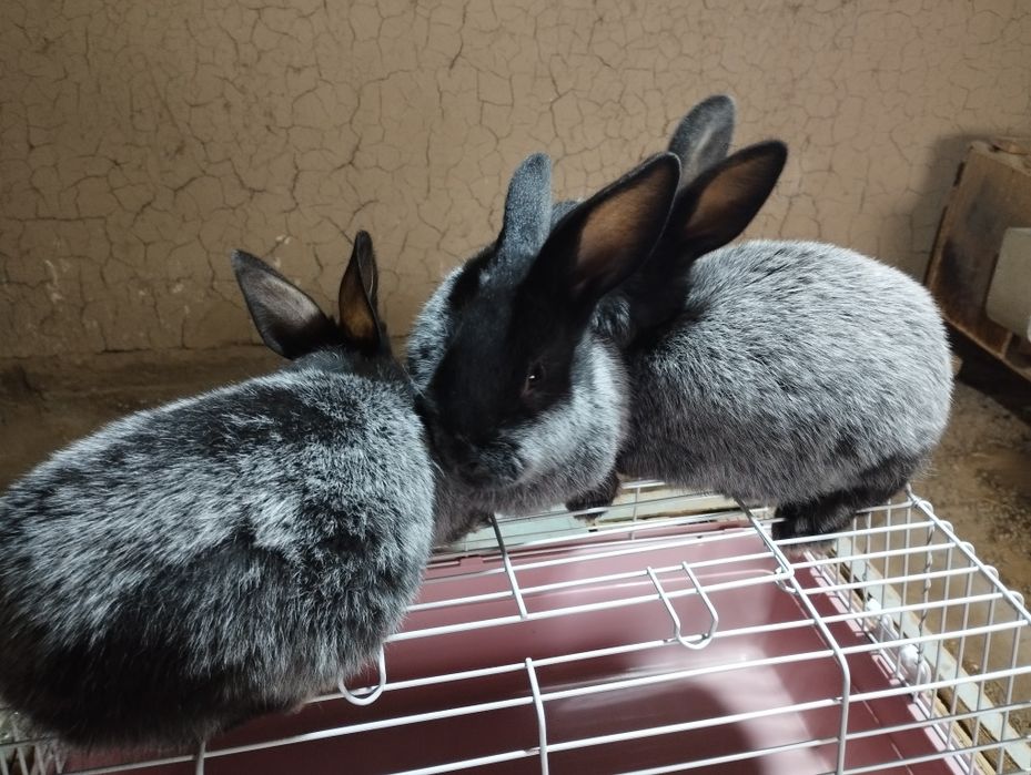 Paltavski serebro quyonlar sotiladi