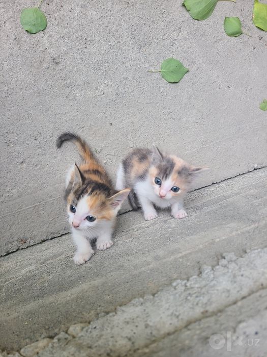 Котята.                           .