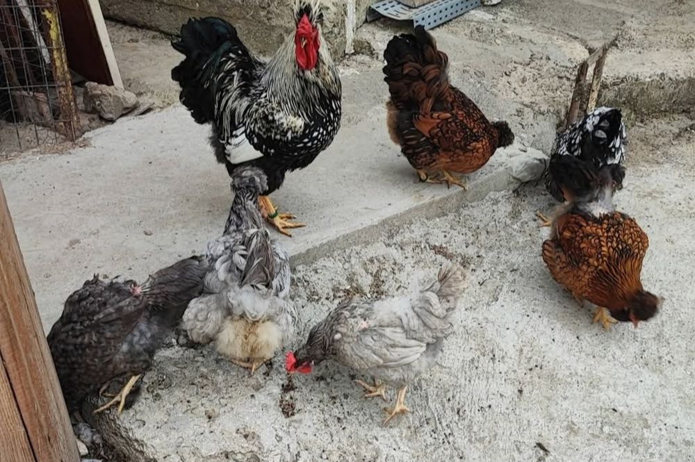 Oua incubat găini moțate barboase golașe frezate