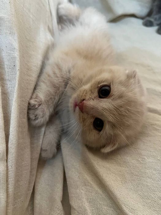 Scotish fold mushuklari