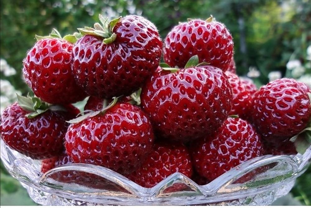 Рассада клубники