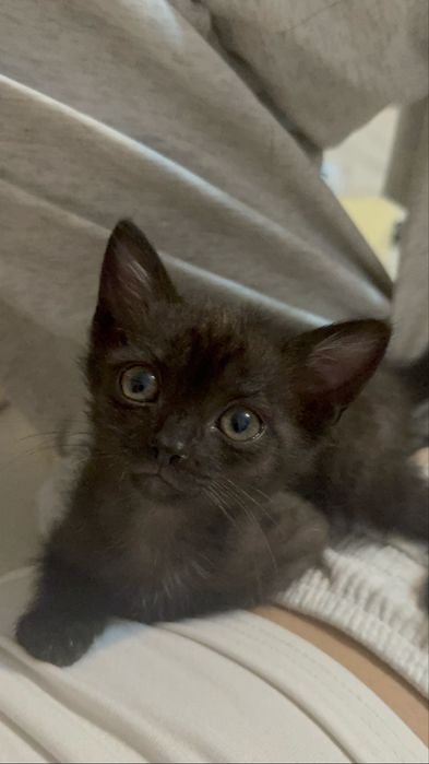 СРОЧНО котенок ищет семью