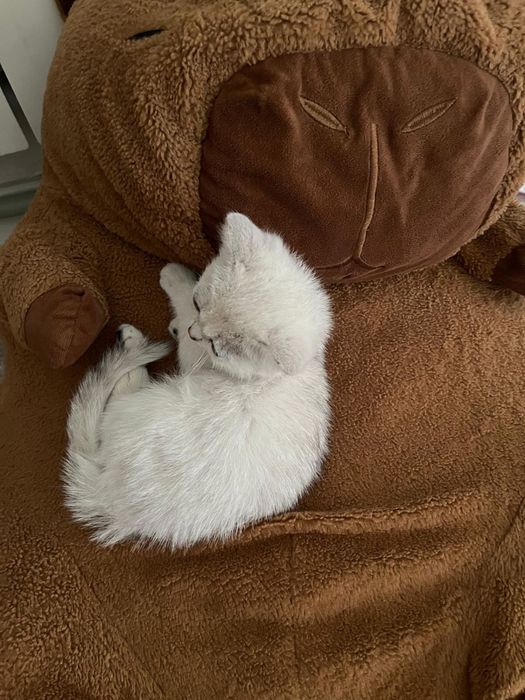 Британская шиншила