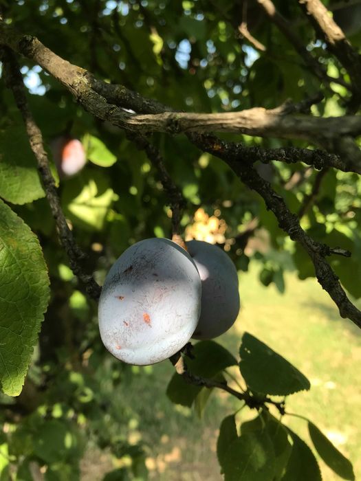 Prune bio din livada nestropita