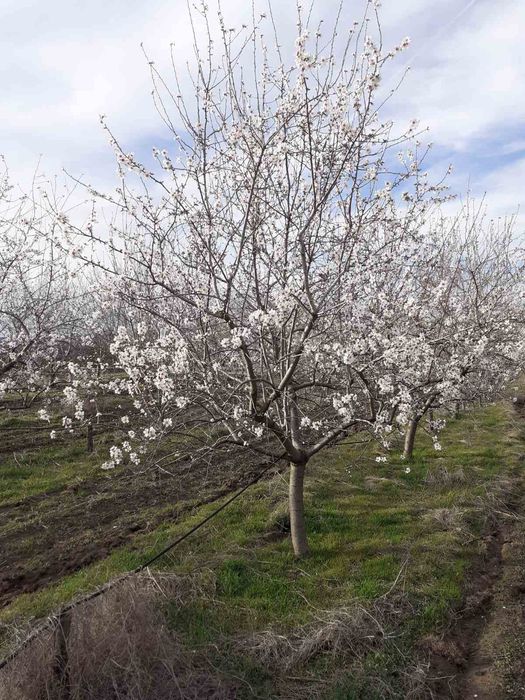 Продава се Земеделски имот в с. Слънчево, Област Варна -  кв.м за 3000 €/дка - Снимка #4