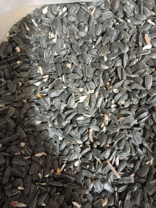 Семечки чёрные,масляничные