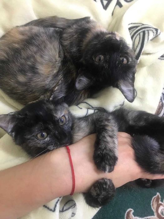 Отдам котят в хорошие руки