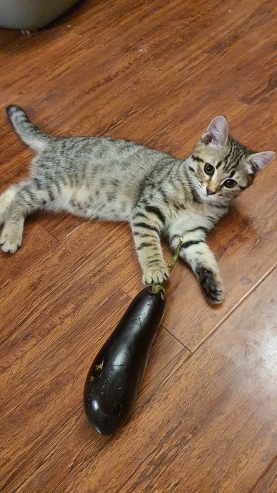 Котятки шотландской вислоухой