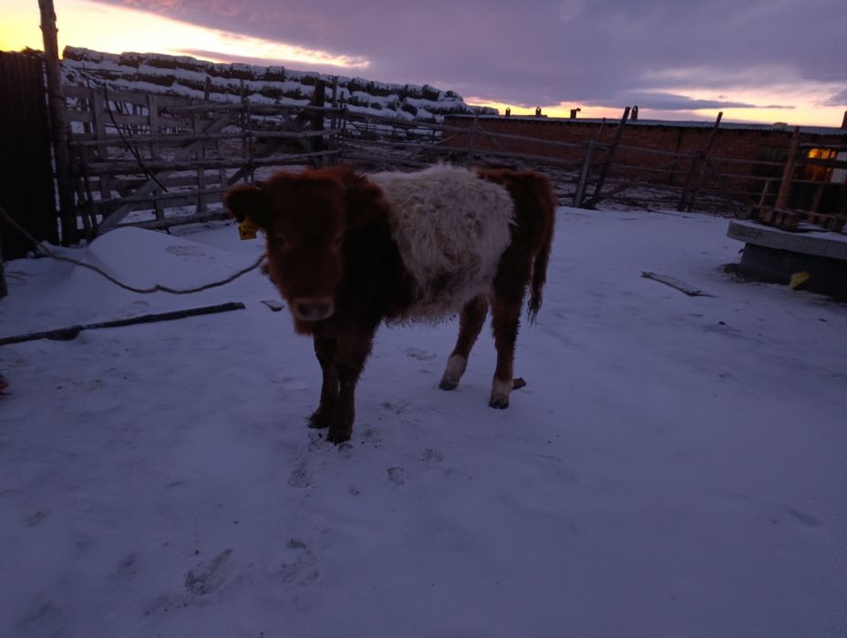 Потсос сатылады Ұрғашы