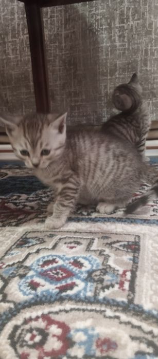 Продам породистых котят