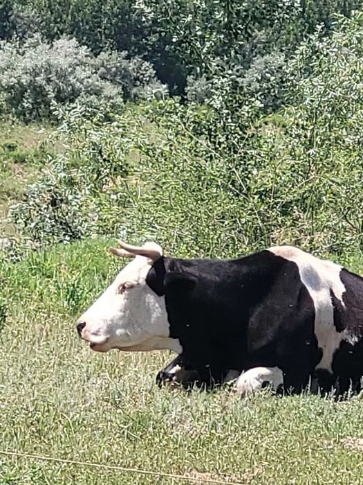 Vand vaci baltata romaneasca