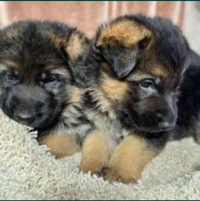 Немецская овчарка щенки