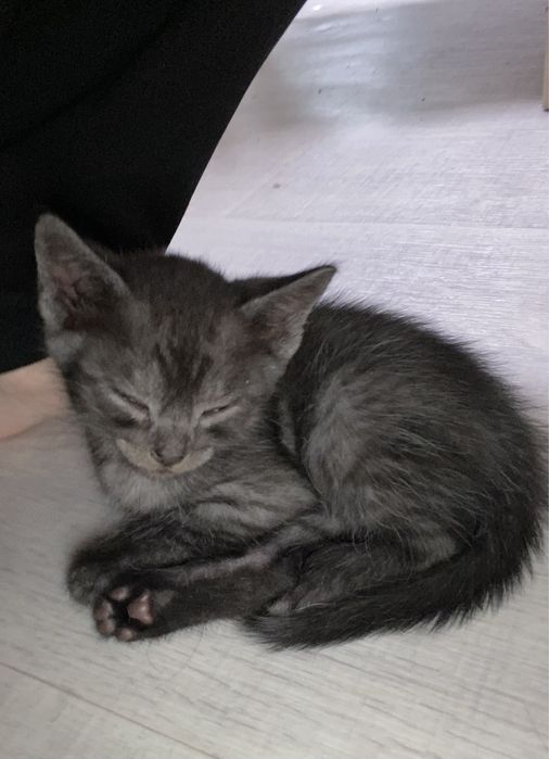 Котята.Бесплатно