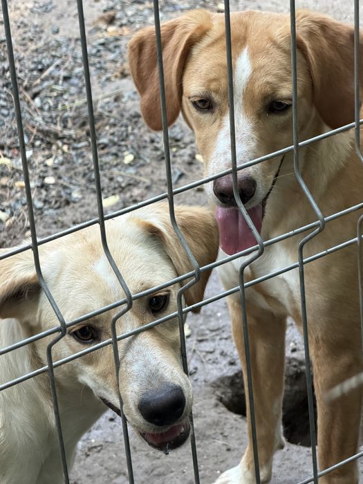 Catei pentru adoptie:)