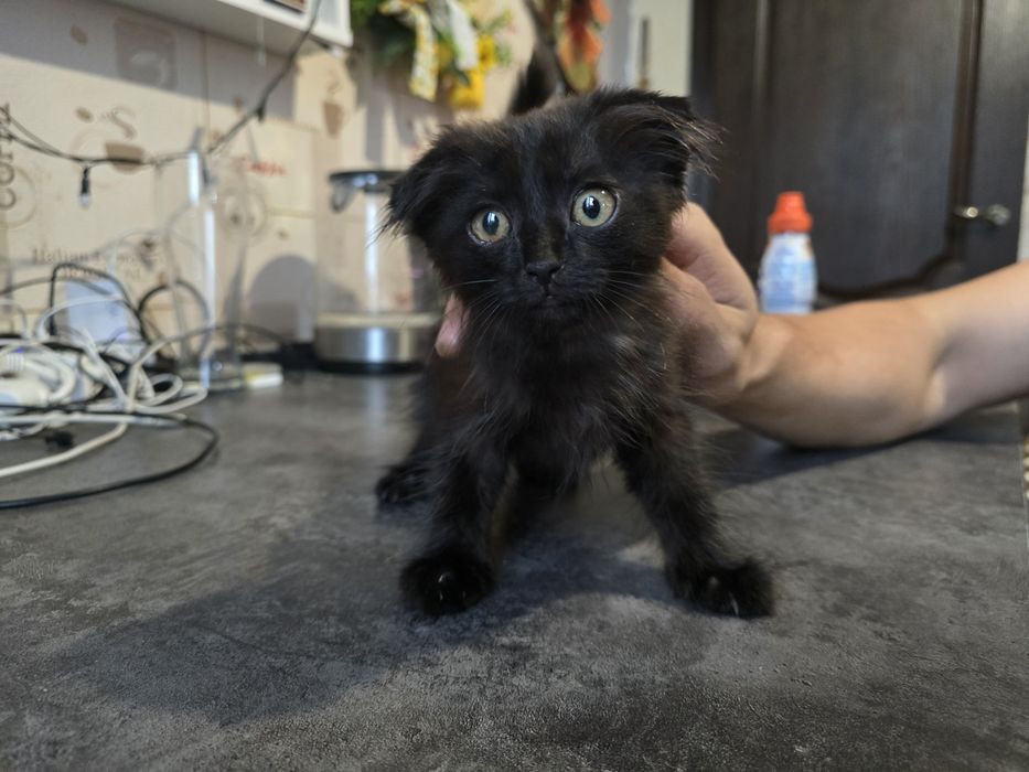 Вислоухий котенок
