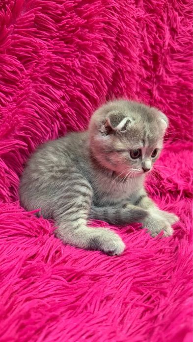 Продажа шотланских котят