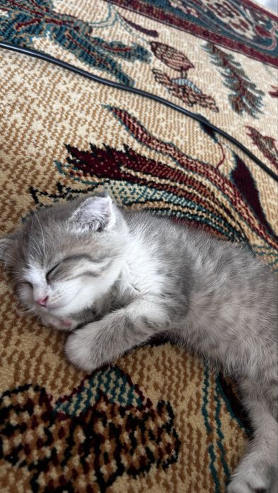 Кошка шотландский