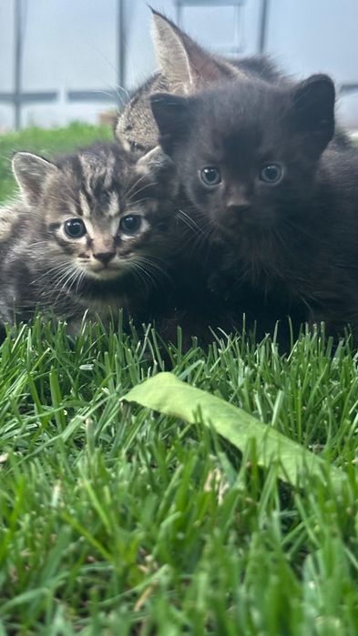 Отдам котят мальенкие
