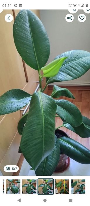 ficus plantă naturală 80 cm.