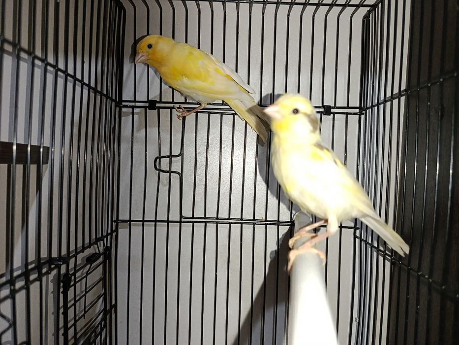 Kanareyka sotiladi  1 oydan 3 ,5 oygacha