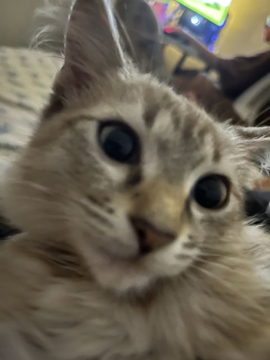 Котенок в добрые руки