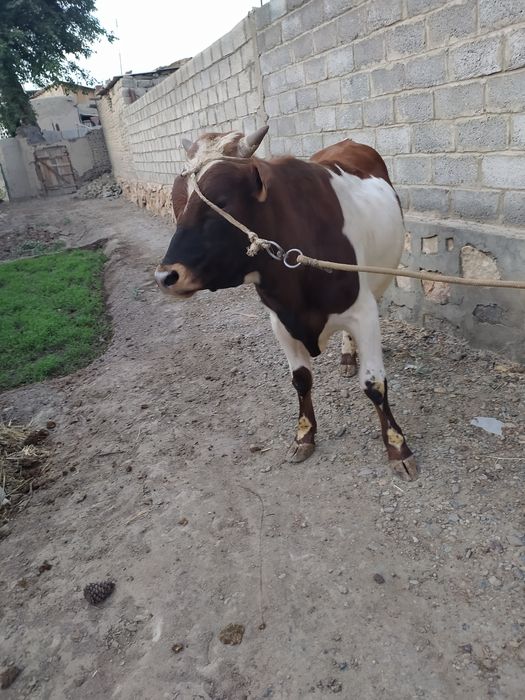 Ona bola sigir sotiladi