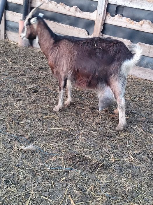 Vând capre gestante