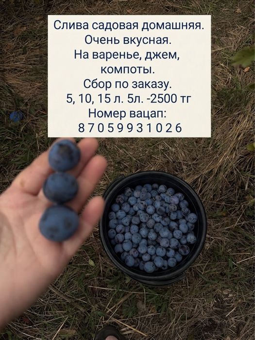 Слива,  сбор по заказу