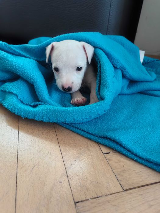 КУЧЕНЦЕ Джак Ръсел