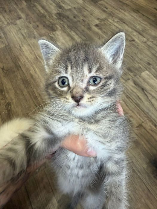 Котята Подарки для дома и души