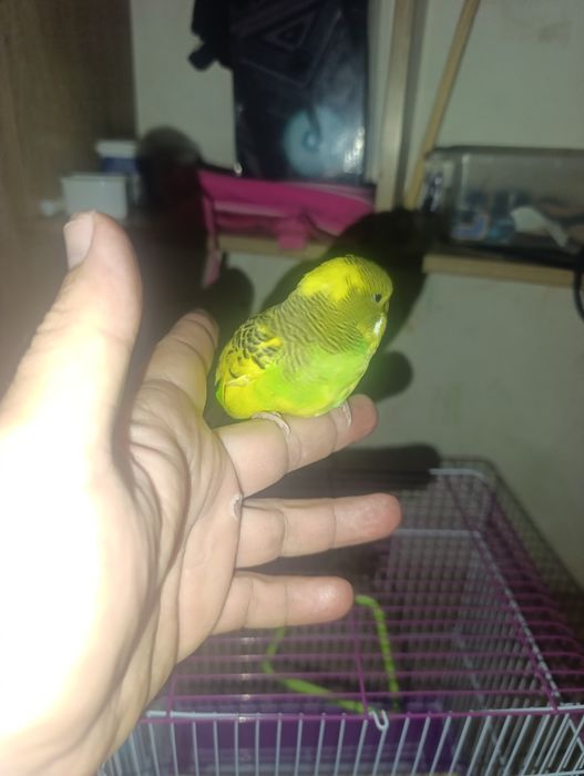 Toti qush qolga orgatilgan ozimiz boqamiz ovqat yiyishlari yahshi