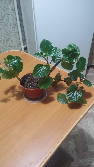 Бегония комнатная