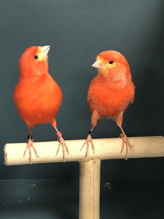 Пара канареек (самка + самец)