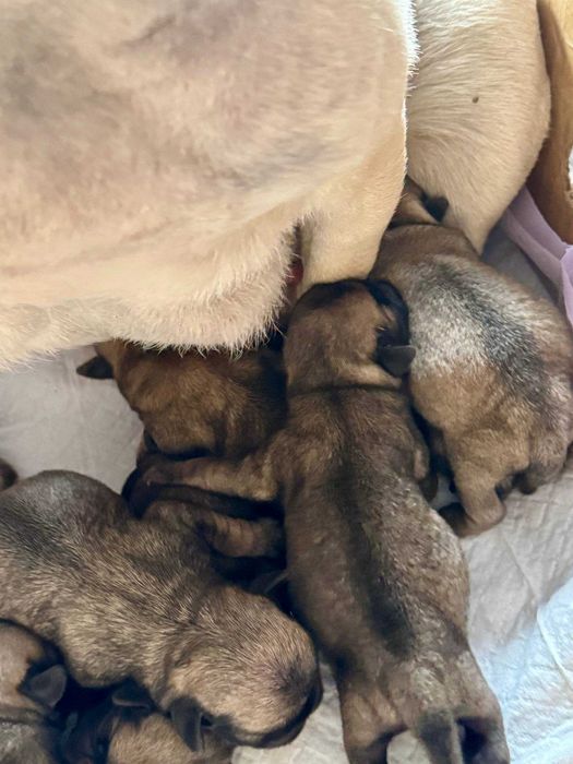 бежевые мопсята  щенки