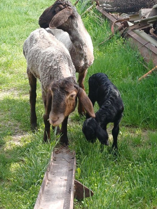 Қозылы қой ана бала