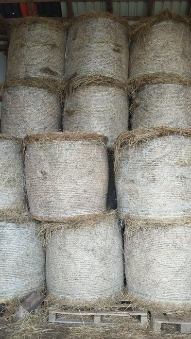 Baloti fan 250-500 Rotunzu 40 Fan or Lucerna.La TIR>RO Ferma chirie

Baloti se aduc pe garantie.
Uferim si cerem seriozitate. 

Doar la TIR 
Baloti fa