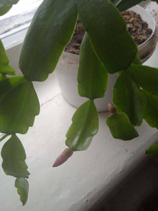 Комнатные цветы   ,декабрист