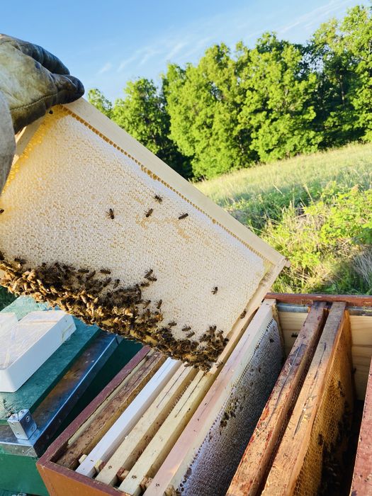 Vând familii de albine pregatite pentru cules, 6-7 rame de puiet !