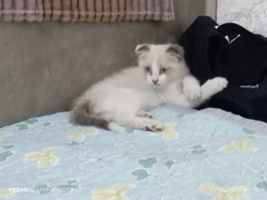 потерялся кот! помогите найти!
