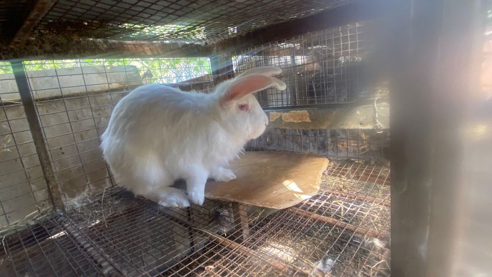Кролики домашние